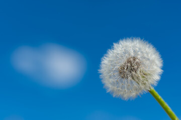 Obraz premium Fluffy Dandelion (Taraxacum officinale) against the blue sky