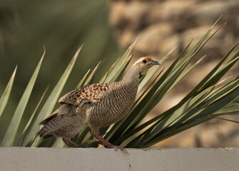 Grey francolin with chicks perched on the wall at Hamala, Bahrain
