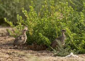 Grey francolin chicks at Hamala, Bahrain