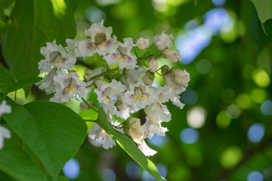 Catalpa bignonioides or southern catalpa, ornamental tree with a