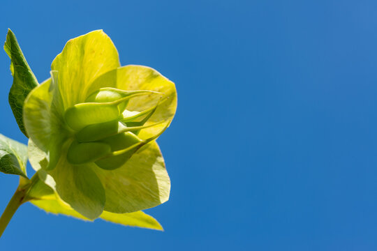 Christmas rose Hellebores (Hellebore sp.), yellow-green flowers against the blue sky