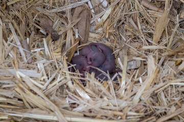 baby mice in hay