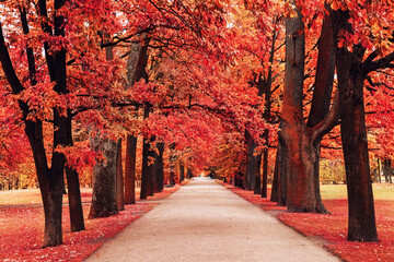 Autumn landscape, beautiful city park with fallen red and yellow leaves.
