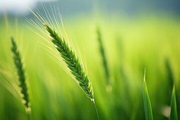 close-up shot of a wheat ear against a blurred green field
