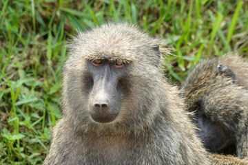 Babouins et leurs petits en Ouganda