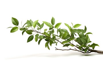 green tree branch