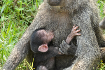 Babouins et leurs petits en Ouganda
