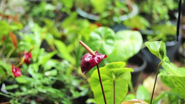 Anthurium, Laceleaf Plant with flower nature footage