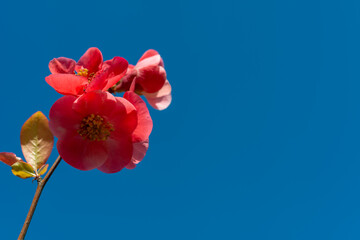 Red Chaenomeles flowers in the garden against the blue sky, Ukraine