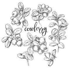 Cowberry. Isolated berry branch sketch on white background. Vector illustration. Detailed hand drawn food. Great for label, poster, print.