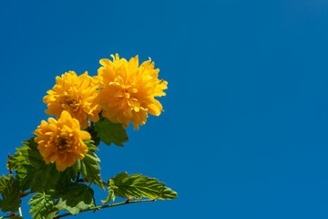 Japanische Kerria (Kerria japonica Pleniflora)