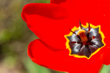 Close-up, red tulip with bright pistil and black stamens, Ukraine