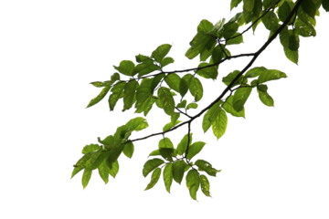 Green leaf or branch isolated on white background.
