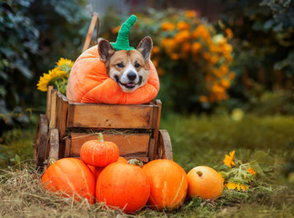 cute corgi dog in pumpkin costume is sitting in the garden with other orange vegetables on Halloween holiday
