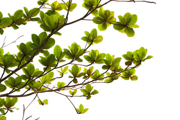 Green leaf or branch isolated on white background.