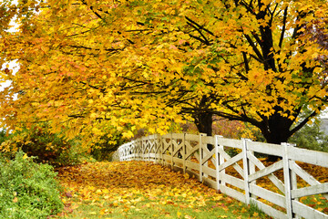 Autumn season background - tree with yellow leaves next to fence