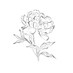 Peony flower and leaves drawing. . Black ink sketch. Great for tattoo, invitations, greeting cards, decor