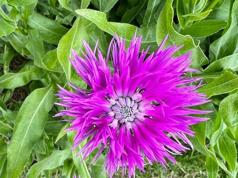 Colorful knapweed flower blooming in Iceland 