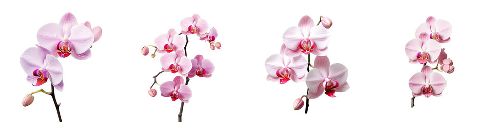 Fototapeta na wymiar Orchid in pink transparent background