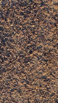 Subterranean termite swarm on dirt ground in Southern California.  Vertical view.