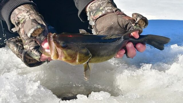 Ice fishing bass, catching fish, winter activities, fresh fun day