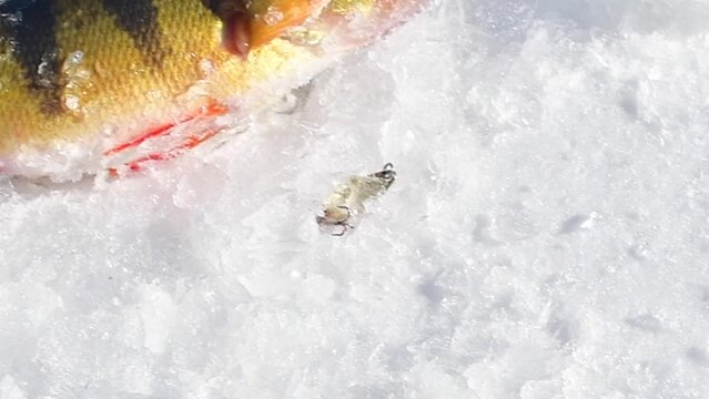 Ice fishing catching fish, winter activity, leisure hobbies, fresh fish