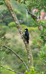 Nombre en español: Carpintero de Robledales. Nombre cientifico: Melanerpes formicivorus. Nombre en ingles: Acorn Woodpecker. Familia: Picidae. Foto: Mauricio Ossa. El carpintero bellotero (Melanerpes 