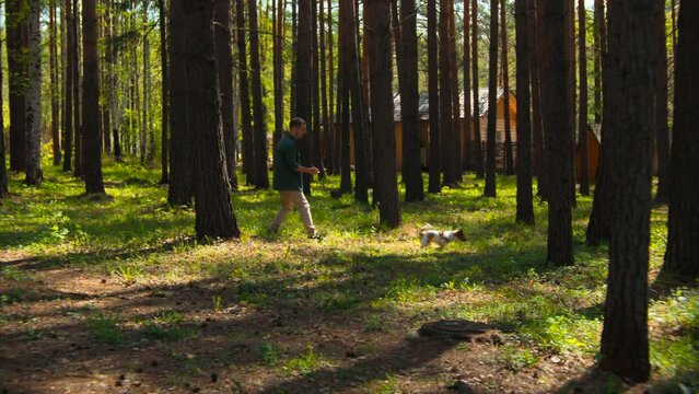 Dog training in summer sunny forest. Stock footage. Man having fun outdoors with his cute dog.