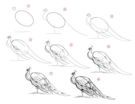 Page shows how to learn to draw from life sketch a peacock. Pencil drawing lessons. Educational page for artists. Textbook for developing artistic skills. Online education. Vector illustration.