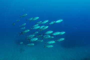 Fototapeta na wymiar Makrelen im ionischen Meer