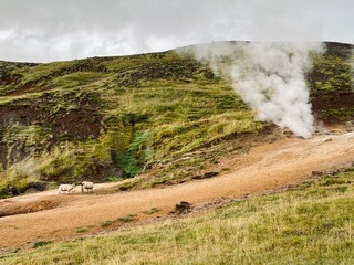 Mossy and wetland terrain of Reykjadalur Valley, Iceland. Valley is known for its mudpots, soda springs and geothermal activity.