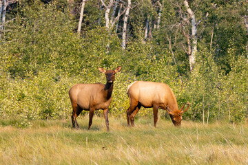 Naklejka na ściany i meble male and female elk in front of tree line in meadow during autumn rut in Jasper National Park Alberta