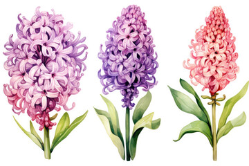 Watercolor image of a set of hyacinth flowers on a white background
