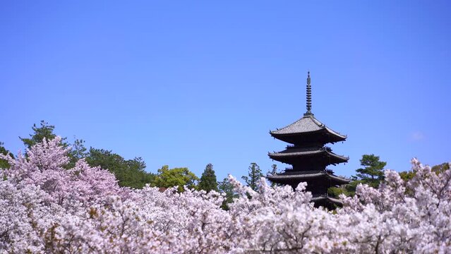 Omurozakura at Ninnaji Temple Kyoto [5 shots]