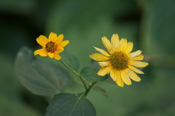 yellow flowers 
