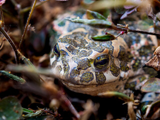 Green toad frog, Bufonidae
