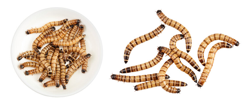 Worms larvae zophobas in ceramic bowl isolated on white background. Food for exotic animals. Top view. Flat lay