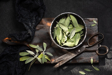 Cutting sage with scissors