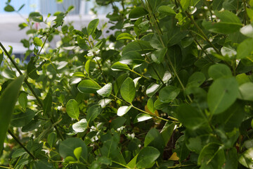 leaves in the garden