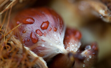 Detail of chestnuts with raindrops on thorny capsule