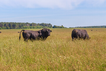 Farmland with herd of angus cattle.