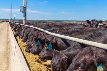 Closeup view of feeding process of black angus herd. © Елена Бионышева-Абра
