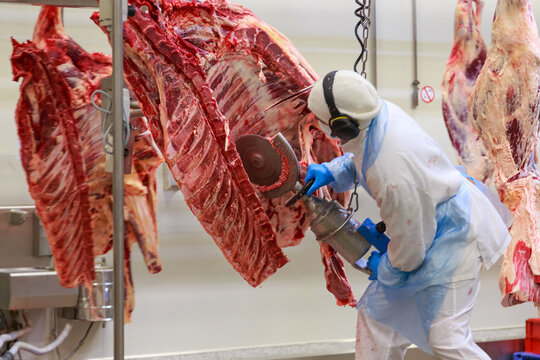 Special equipment for splitting carcass of bull.