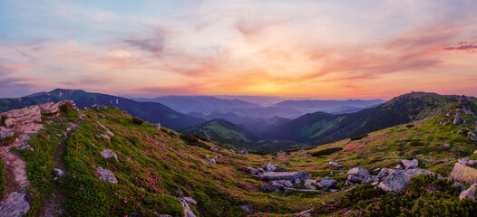 Obraz premium Carpathian summer dusk panorama view with rhododendron flowers, Chornohora, Ukraine.