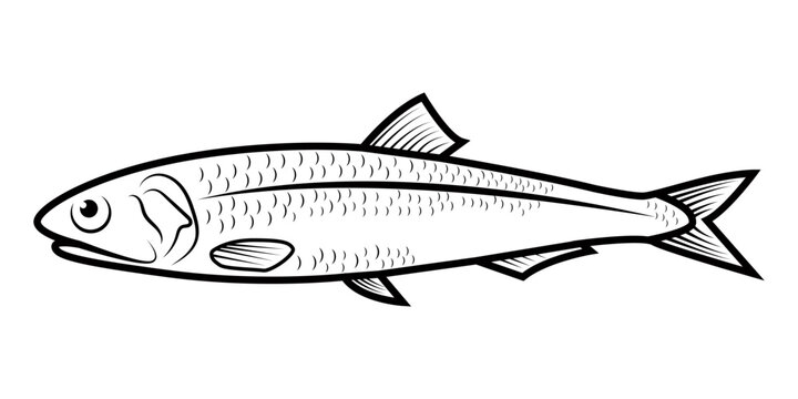 Anchovies engraved drawing vector illustration.