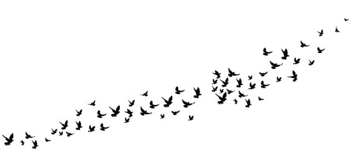 flying birds flock silhouette