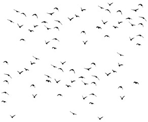 flying birds flock silhouette