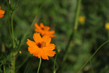 キバナコスモスが咲いていた2