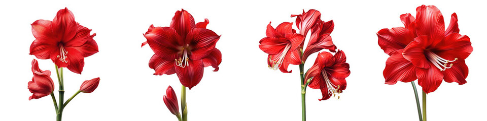Red amaryllis flower blooming against a transparent background - obrazy, fototapety, plakaty