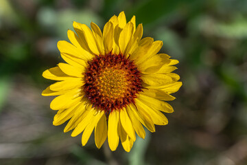 Arrowleaf Balsam Root (Balsamorhiza sagittata) Flower